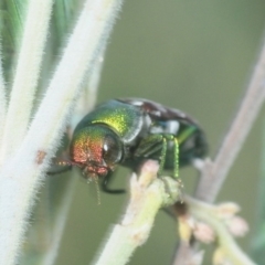 Diphucrania leucosticta at Weetangera, ACT - 8 Mar 2019 05:07 PM