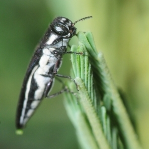 Agrilus hypoleucus at Weetangera, ACT - 8 Mar 2019