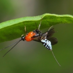 Pristomerus sp. (genus) (An ichneumon wasp) at Acton, ACT - 8 Mar 2019 by TimL