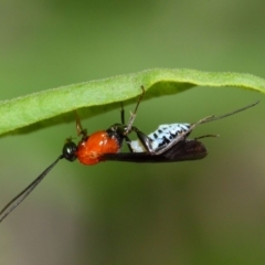 Pristomerus sp. (genus) at Acton, ACT - 8 Mar 2019