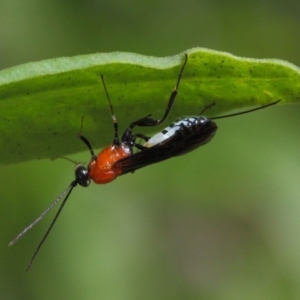 Pristomerus sp. (genus) at Acton, ACT - 8 Mar 2019 02:33 PM