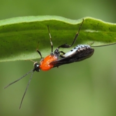 Pristomerus sp. (genus) at Acton, ACT - 8 Mar 2019