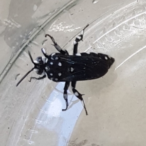 Thyreus lugubris at Surf Beach, NSW - 1 Mar 2019 01:17 PM