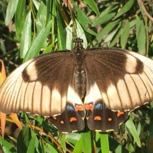 Papilio aegeus at Mirador, NSW - 10 Mar 2019 08:44 AM