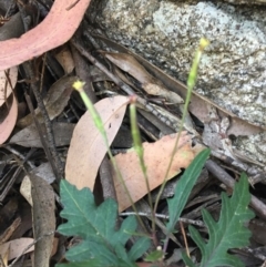 Arrhenechthites mixtus at Cotter River, ACT - 9 Mar 2019