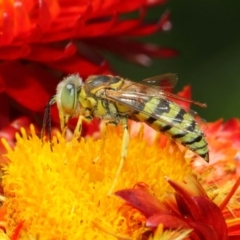 Bembix sp. (genus) (Unidentified Bembix sand wasp) at ANBG - 8 Mar 2019 by TimL