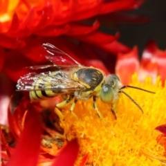 Bembix sp. (genus) at Acton, ACT - 8 Mar 2019