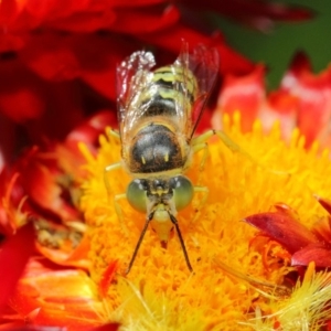 Bembix sp. (genus) at Acton, ACT - 8 Mar 2019