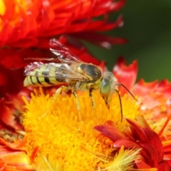 Bembix sp. (genus) at Acton, ACT - 8 Mar 2019