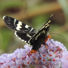 Phalaenoides glycinae (Grapevine Moth) at Pollinator-friendly garden Conder - 2 Feb 2019 by michaelb