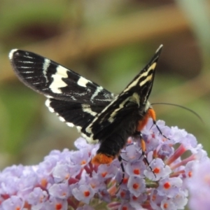 Phalaenoides glycinae at Conder, ACT - 2 Feb 2019