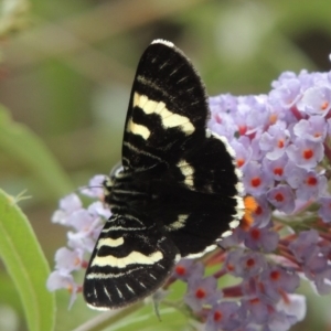 Phalaenoides glycinae at Conder, ACT - 2 Feb 2019 02:22 PM