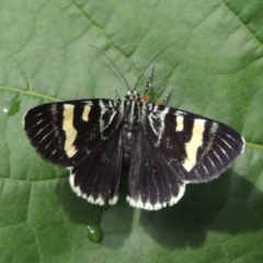 Phalaenoides glycinae (Grapevine Moth) at Conder, ACT - 23 Feb 2018 by MichaelBedingfield