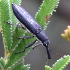 Rhinotia sp. in brunnea-group (A belid weevil) at Majura, ACT - 28 Jan 2019 by jb2602