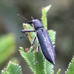 Rhinotia sp. in brunnea-group at Majura, ACT - 28 Jan 2019