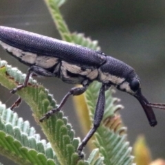 Rhinotia sp. in brunnea-group at Majura, ACT - 28 Jan 2019