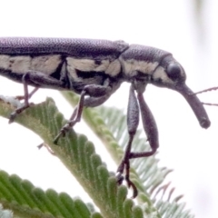 Rhinotia sp. in brunnea-group at Majura, ACT - 28 Jan 2019