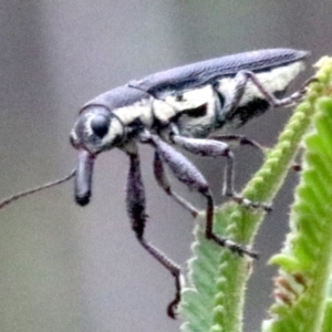 Rhinotia sp. in brunnea-group at Majura, ACT - 28 Jan 2019