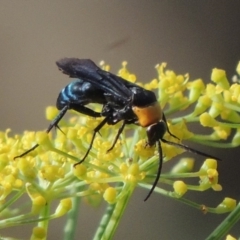 Ferreola handschini (Orange-collared Spider Wasp) at Tharwa, ACT - 3 Feb 2019 by MichaelBedingfield