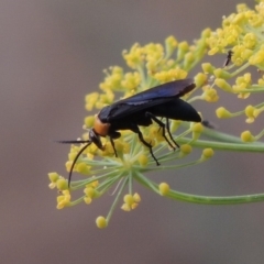 Ferreola handschini at Tharwa, ACT - 3 Feb 2019 07:23 PM