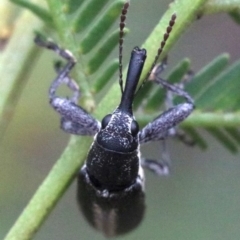 Rhinotia sp. in brunnea-group (A belid weevil) at Mount Ainslie - 1 Feb 2019 by jbromilow50