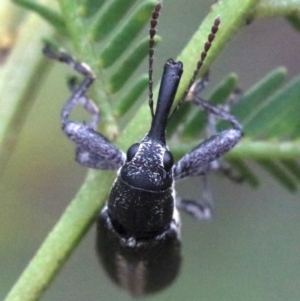 Rhinotia sp. in brunnea-group at Majura, ACT - 1 Feb 2019 03:35 PM