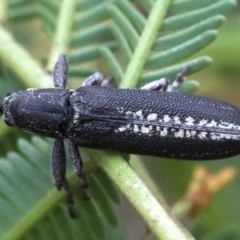 Rhinotia sp. in brunnea-group at Majura, ACT - 1 Feb 2019 03:35 PM