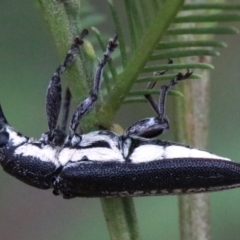 Rhinotia sp. in brunnea-group at Majura, ACT - 1 Feb 2019 03:35 PM