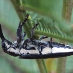 Rhinotia sp. in brunnea-group at Majura, ACT - 1 Feb 2019