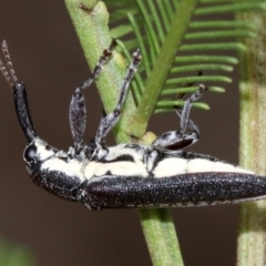 Rhinotia sp. in brunnea-group at Majura, ACT - 1 Feb 2019 03:35 PM