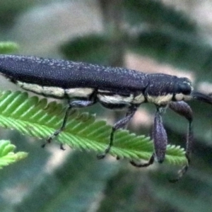 Rhinotia edentula at Majura, ACT - 28 Jan 2019