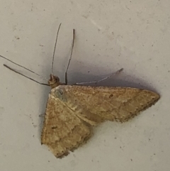 Scopula rubraria (Reddish Wave, Plantain Moth) at Monash, ACT - 10 Mar 2019 by jackQ