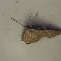 Scopula rubraria at Monash, ACT - 10 Mar 2019 12:17 PM