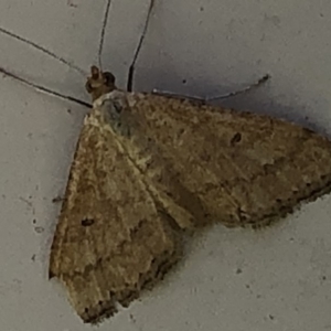 Scopula rubraria at Monash, ACT - 10 Mar 2019 12:17 PM