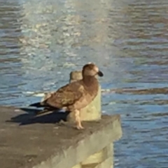 Larus pacificus (Pacific Gull) at Merimbula, NSW - 7 Mar 2019 by hynesker1234