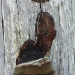 Unverified Fungus at Merimbula, NSW - 8 Mar 2019 by hynesker1234