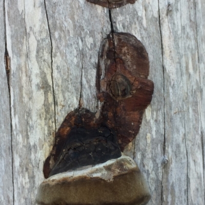 Unverified Fungus at Merimbula, NSW - 8 Mar 2019 by hynesker1234