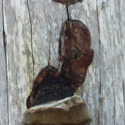 Unidentified Fungus, Moss, Liverwort, etc at Pambula - 7 Mar 2019 by hynesker1234