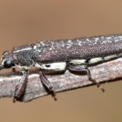 Rhinotia sparsa (A belid weevil) at Majura, ACT - 1 Feb 2019 by jb2602