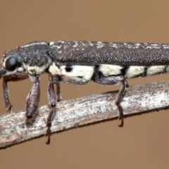 Rhinotia sparsa at Majura, ACT - 1 Feb 2019