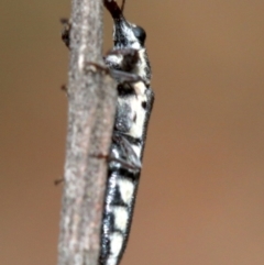 Rhinotia sparsa at Majura, ACT - 1 Feb 2019