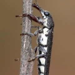 Rhinotia sparsa at Majura, ACT - 1 Feb 2019