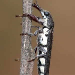 Rhinotia sparsa at Majura, ACT - 1 Feb 2019