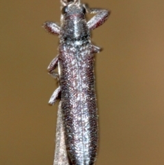 Rhinotia sparsa at Majura, ACT - 1 Feb 2019