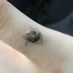 Dolophones sp. (genus) at Lyneham, ACT - 6 Feb 2019