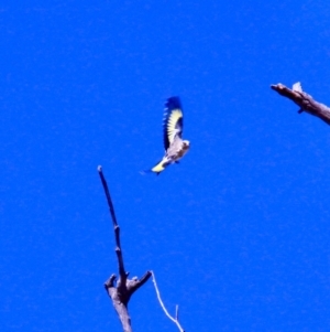 Carduelis carduelis at Harrison, ACT - 10 Mar 2019 11:20 AM