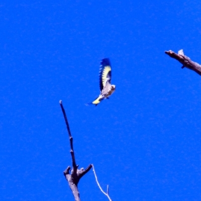 Carduelis carduelis (European Goldfinch) at Harrison, ACT - 10 Mar 2019 by davobj