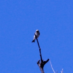 Carduelis carduelis at Harrison, ACT - 10 Mar 2019 11:20 AM