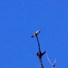 Carduelis carduelis at Harrison, ACT - 10 Mar 2019 11:20 AM