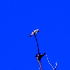 Carduelis carduelis at Harrison, ACT - 10 Mar 2019 11:20 AM